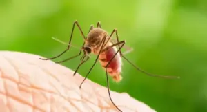 Zanzara su pelle umana in primo piano con sfondo verde sfocato