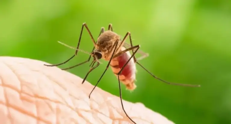 Zanzara su pelle umana in primo piano con sfondo verde sfocato