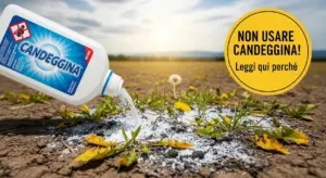 Candeggina versata su erbacce in un campo, simbolo dell’uso scorretto come diserbante