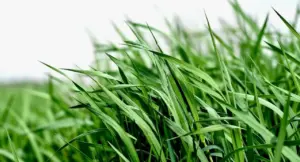 Primo piano di foglie verdi di una pianta aromatica simile alla citronella.