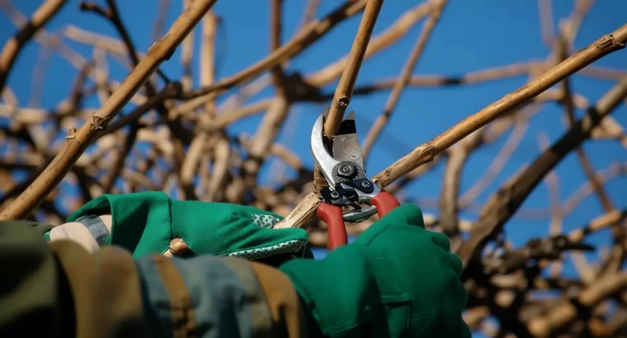 Mani con guanti da giardinaggio che potano un ramo con cesoie