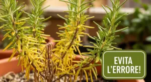 Pianta di rosmarino con foglie ingiallite in un vaso