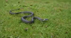 Un serpente nero su un prato verde in un giardino